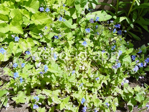 speedwell, germander